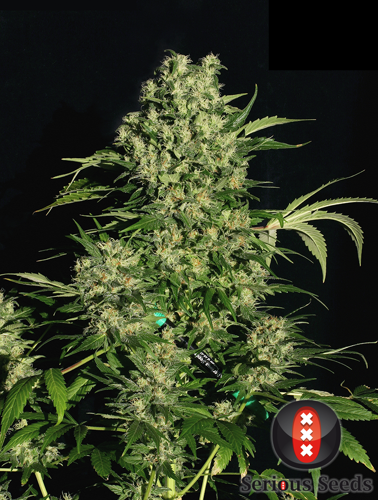 Serious Seeds - Chronic Plant Shot