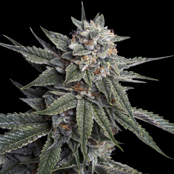 DNA Genetics - Holy Grail Kush Feminized Plant Shot