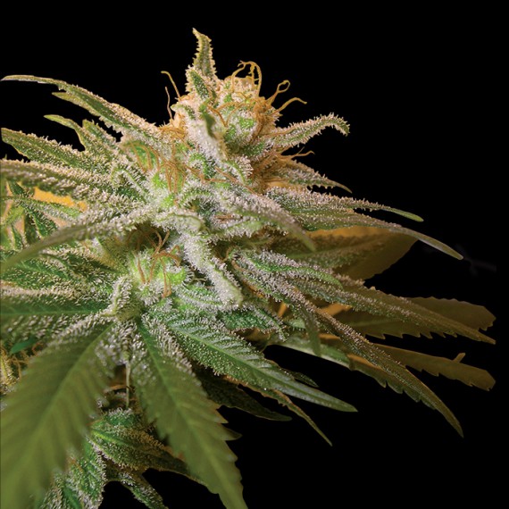 DNA Genetics - Kushberry Feminized Plant Shot