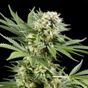 Green House - El Nino Feminized Plant Shot