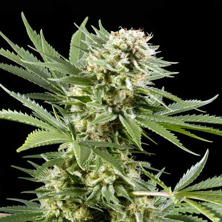 Green House - El Nino Feminized Plant Shot