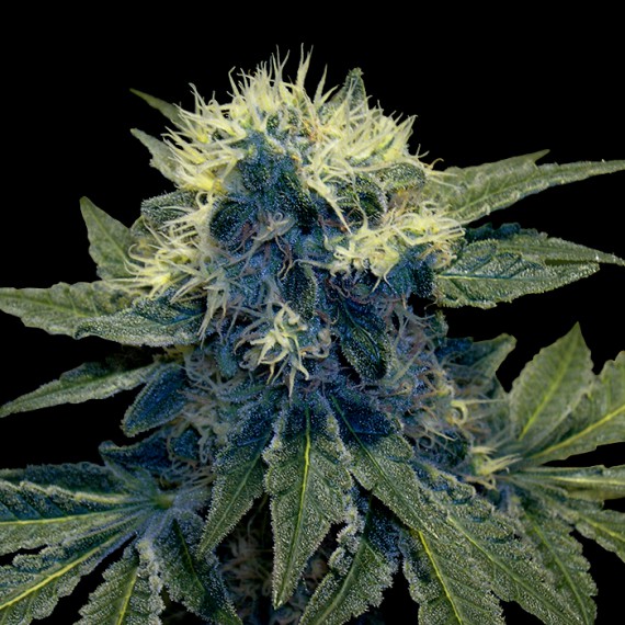 DNA Genetics - Sharksbreath Plant Shot