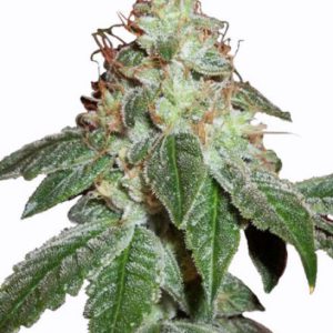 MSNL - Hindu Kush Plant Shot