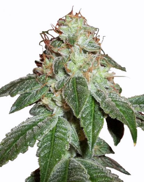 MSNL - Hindu Kush Plant Shot