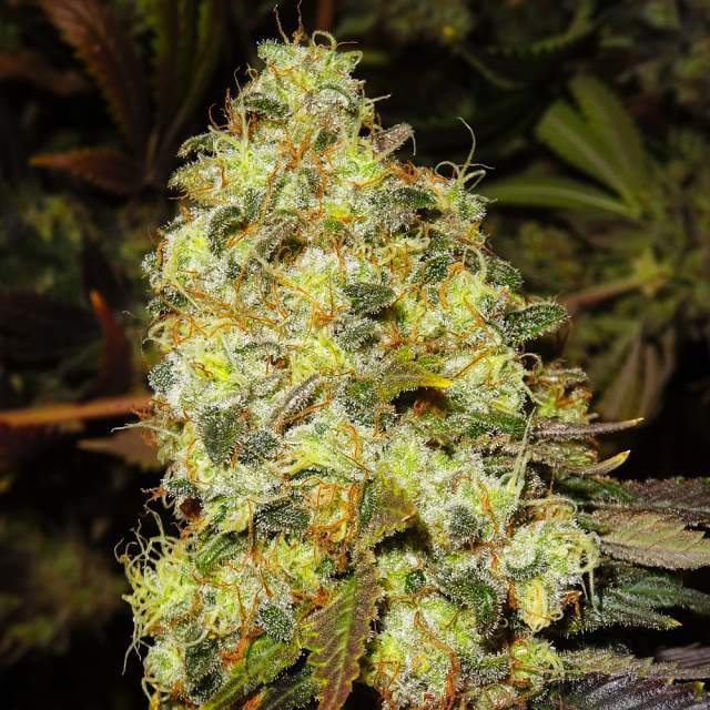 Nirvana - Ice Feminized Plant Shot