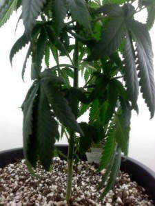 Underweatered Marijuana Plant