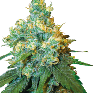 Sensi Seeds - Jack Herer Plant Shot