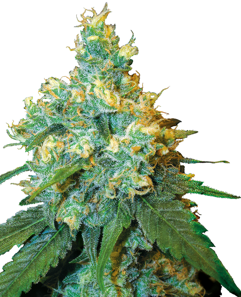 Sensi Seeds - Jack Herer Plant Shot