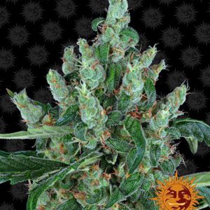 Barney's Farm - Laughing Buddha Feminized Plant Shot
