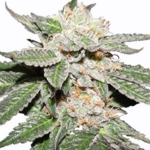 MSNL - Master Kush Plant Shot