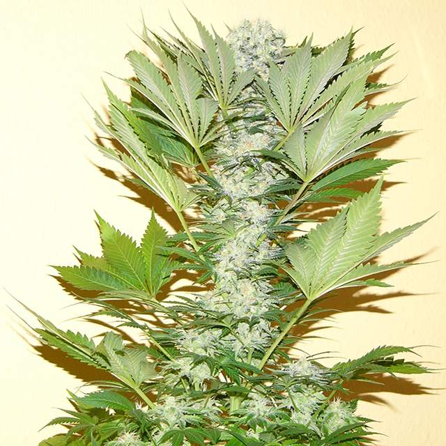 Nirvana - Misty Kush Feminized Plant Shot