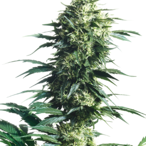 Sensi Seeds - Mother's Finest Plant Shot