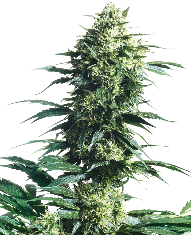 Sensi Seeds - Mother's Finest Plant Shot