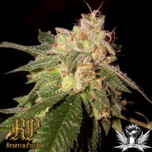 Reserva Privada - OG Kush Feminized Plant Shot