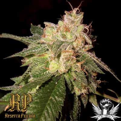 Reserva Privada - OG Kush Feminized Plant Shot