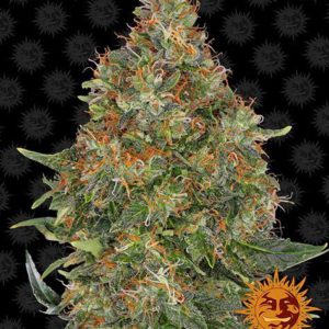Barney's Farm - Pineapple Express Auto Feminized Plant Shot