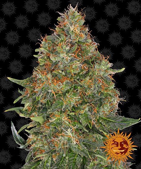 Barney's Farm - Pineapple Express Auto Feminized Plant Shot