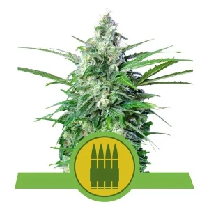 Royal Queen Seeds - Royal AK Automatic Plant Shot