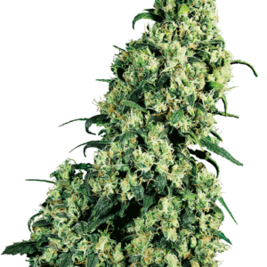 Sensi Seeds - Skunk #1 Feminized Plant Shot