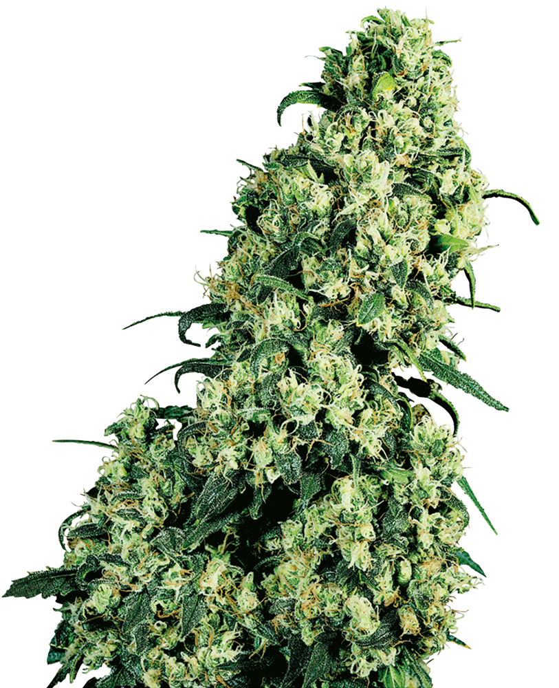 Sensi Seeds - Skunk #1 Feminized Plant Shot