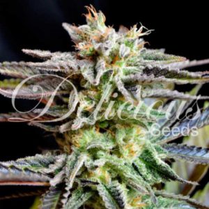 Delicious Seeds - Sugar Black Rose Feminized Plant Shot
