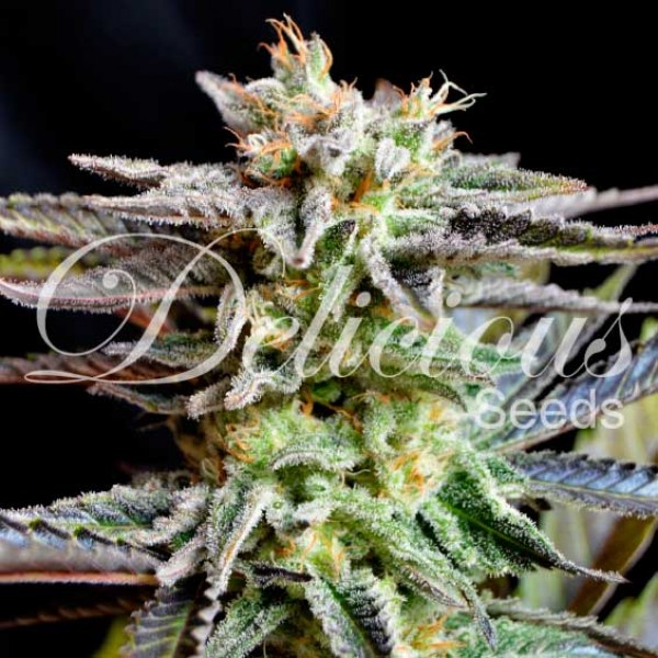 Delicious Seeds - Sugar Black Rose Feminized Plant Shot