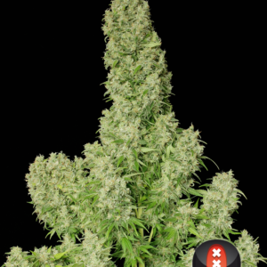 Serious Seeds - White Russian Plant Shot