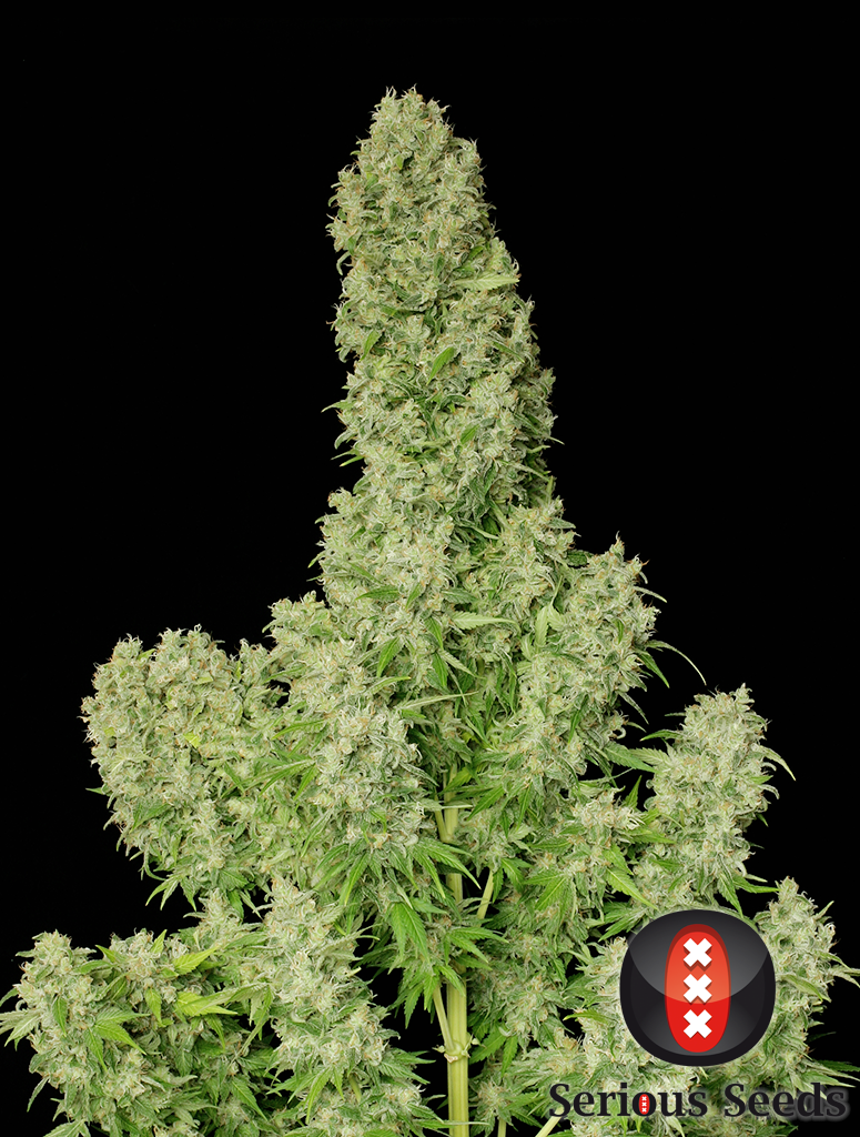 Serious Seeds - White Russian Plant Shot