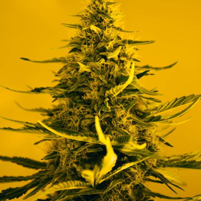 Nirvana - White Widow Feminized Plant Shot